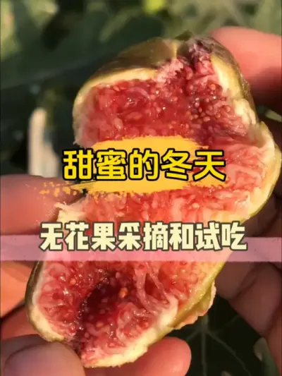 芭劳奈无花果的秋果味道真的绝绝子，看着就让人流口水！ #无花果 #新鲜采摘 #楼顶盆栽无花果 #我的小菜园