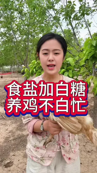 食盐加白糖养鸡不白忙#养鸡#科学养鸡#养鸡妙招#鸡鸭鹅#散养土鸡