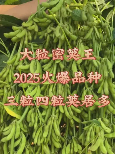 2025年王炸品种，亩产700斤，产量恐怖！ #服务三农支持三农 #优质农产品 #产量特别高 #抖音助农 #农业种植