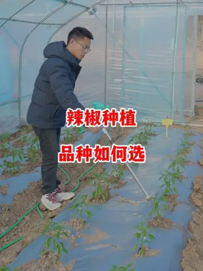 辣椒种植应该如何选择合适的品种#辣椒种植 #辣椒 #小米辣 #线椒 #来抖音学农技