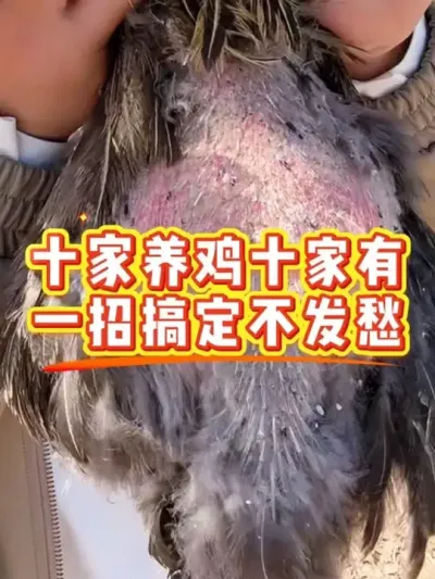 十家养鸡十家有一招搞定不发愁 #科学养鸡 #鸡鸭鹅养殖 #鸡病防治 #养鸡人#鸡驱虫