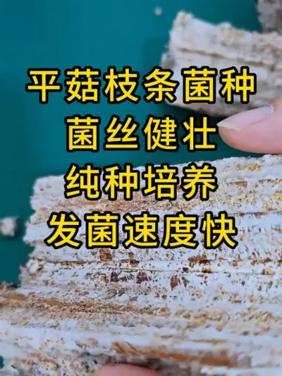 平菇枝条菌种，菌丝浓白健壮，发菌速度快，全国发货#平菇种植 #食用菌 #食用菌栽培种 #平菇菌种