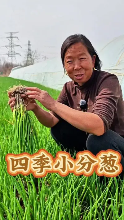 四季香葱 晚上八点锁定杨姐直播间有小分葱#香葱 #蔬菜种植 #小香葱 #生菜杨姐