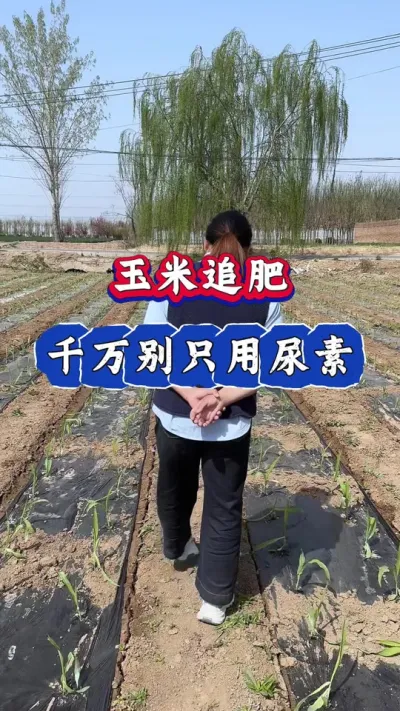 玉米追肥，可千万别只用尿素#三农 #玉米种植 #玉米 #农业