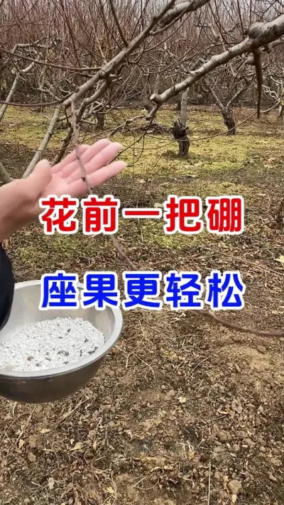 花前一把硼，座果更轻松#果树种植#果树施肥#颗粒硼 #提高座果率 #果园管理
