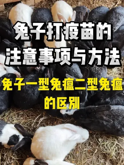 兔子打疫苗方法，兔子一型兔瘟二型兔瘟的区别 #科学养兔 #养兔专业户 #养兔子注意事项 #养兔三分靠管理七分靠技术 #每天分享养殖技术和经验