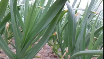 大蒜的超高产春季管理技术#大蒜种植技术 #大蒜种植 #大蒜管理 #大蒜种植小技巧 #大蒜施肥方法