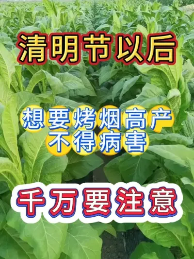 清明节以后，进入团棵期，烤烟想要高产，一定要注意 #烤烟种植技术与管理 #烤烟 #烤烟种植 #烟草种植