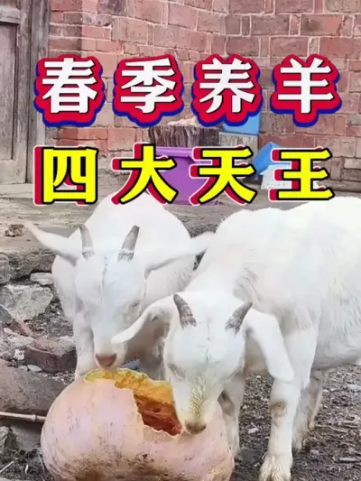 春季养羊四大天王 #养羊 #科学养羊 #新手养羊 #牛羊养殖