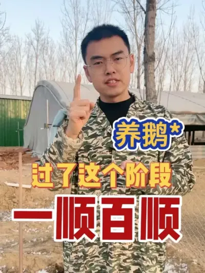 养鹅，只要过了这个阶段，一顺百顺！#养鹅技术分享 #养鹅人 #养鹅技术找晓雨