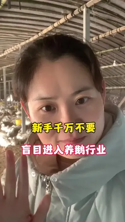 新手千万不要盲目的进入养鹅行业。#养鹅人 #养殖人加油 #每天分享养殖技术和经验 #科学养鹅 #三农