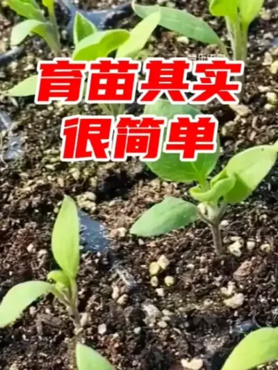 种子育苗其实很简单 #农业种植 #在家种菜 #育苗 #种植小技巧 #蔬菜种植