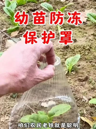 天寒地冻，刚移栽的幼苗温度低长得慢，给它用上 #植物保护罩 防寒抗冻挡霜雪 #农民好帮手 #蔬菜种植  #植物保温罩 #种植小技巧