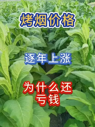 烤烟收购价格逐年上涨，为什么还亏钱 #烤烟 #烤烟种植技术与管理 #烤烟种植 #三农 #农业种植