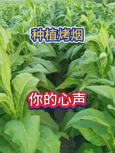 种植烤烟，你的心声 #烤烟种植技术与管理 #烤烟种植 #烤烟种植户 #烟草种植 #农业种植