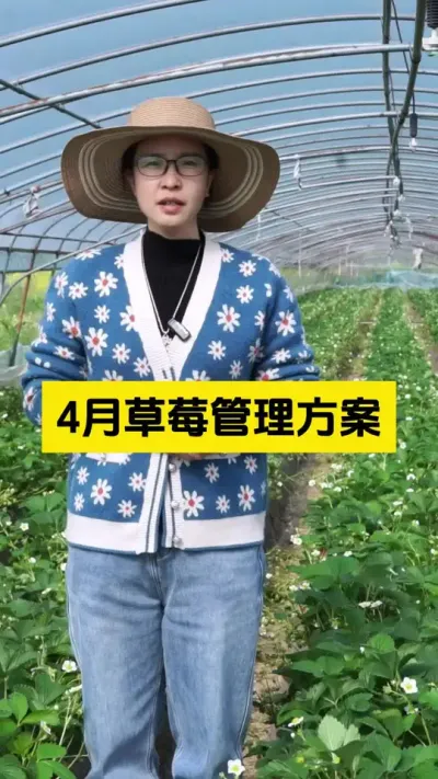 草莓4月份管理方案，请注意查收！#启明生物大师姐 #草莓种植管理技术和方法 #草莓种植 #农业种植 #新农人计划