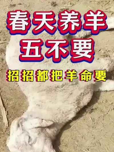 春天养羊五不要，招招都把羊命要 #养羊 #科学养羊 #新手养羊 #牛羊养殖