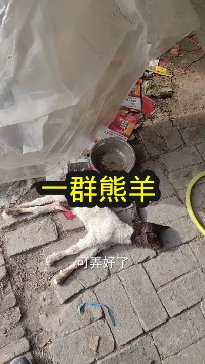 一天天净破事#养羊人 #农村养羊 #养殖人的心酸 #养殖不易每天记录