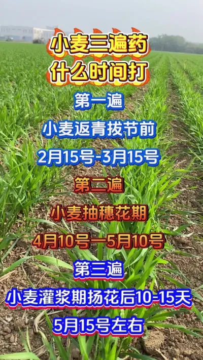 小麦三遍药什么时候打#小麦种植#小麦三遍药#小麦一喷三防#小麦高产