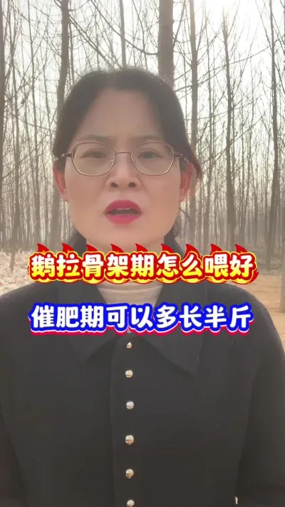 鹅拉骨架期怎么喂好，育肥期可以多长半斤肉。#养鹅技术分享 #三农 #狮头鹅 #每天分享养殖技术和经验 #养鹅人