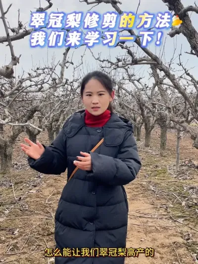 翠冠梨高产的修剪方法 大家好呀，好久没有更新视频，梨园用药结束以后就在忙肥料，转眼就到了一年一度做修剪工作的时间点阶段啦，今天去的是一个早熟品种翠冠的院子，程师傅从十几岁就开始学习修剪工作，他修剪管理