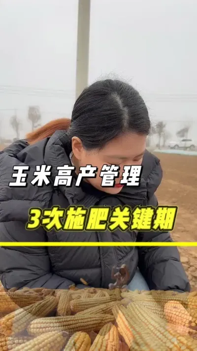 玉米高产管理 玉米一生中你不知道的施肥时间点？#玉米 #农业 #三农 #玉米高产种植技术 #抖音助农