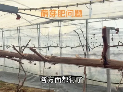关于早春时节，葡萄需不需要施加萌芽肥？#葡萄种植 #农业种植 #种植大棚 #萌芽 #三农