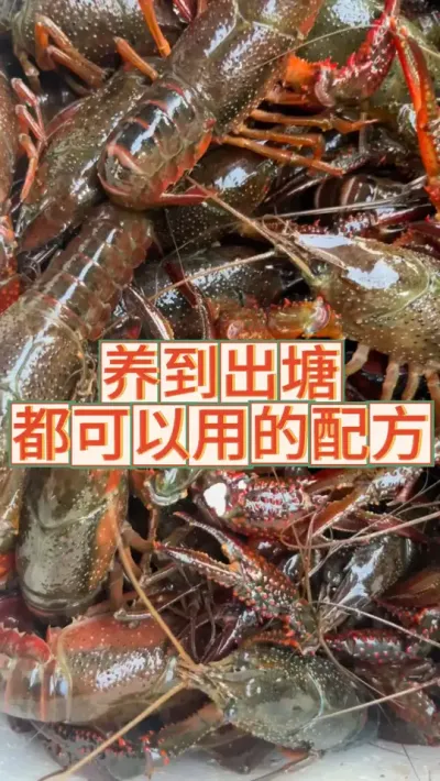 养到出塘都可以用的配方 #三农 #农业 #渔德盛 #小龙虾 #2025新农人计划