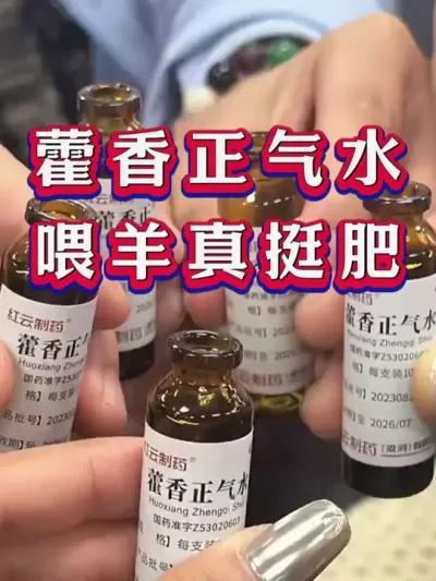 藿香正气水喂羊真挺肥 #养羊 #养羊人 #新手养羊 #牛羊养殖