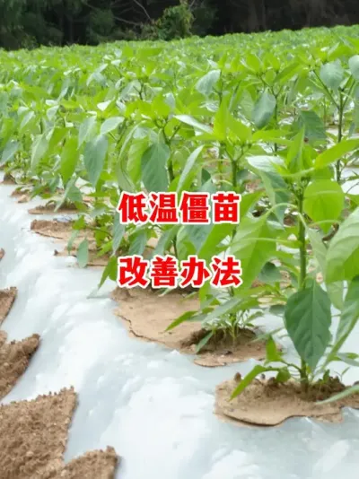 低温移栽后辣椒僵苗如何才能改善#辣椒种植 #辣椒 #小米辣 #线椒 #来抖音学农技