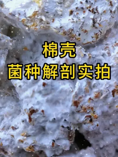平菇种植，棉壳菌种，综合营养，科学配比，菌丝更健壮，全国发货#平菇种植 #平菇菌种 #食用菌栽培种 #栽培种