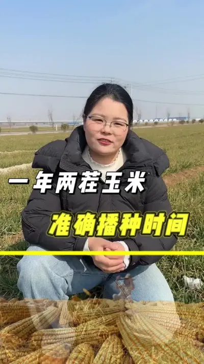 一年两茬玉米，准确的播种时间#玉米种植 #玉米 #抖音助农 #农业 #春种