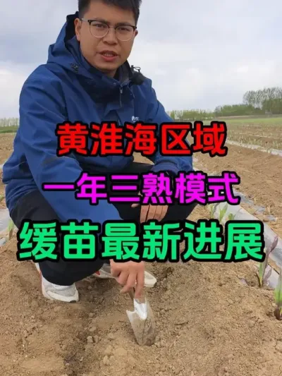 黄淮海区域一年三熟模式探究 移栽玉米缓苗情况不容乐观，路虽然很难，但是还要坚持的走下去。#鲜食玉米#黄淮海一年三熟技术 #甜糯玉米