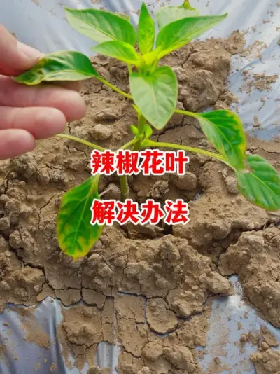 辣椒移栽后出现花叶是什么原因呢#辣椒种植 #辣椒 #小米辣 #线椒 #来抖音学农技