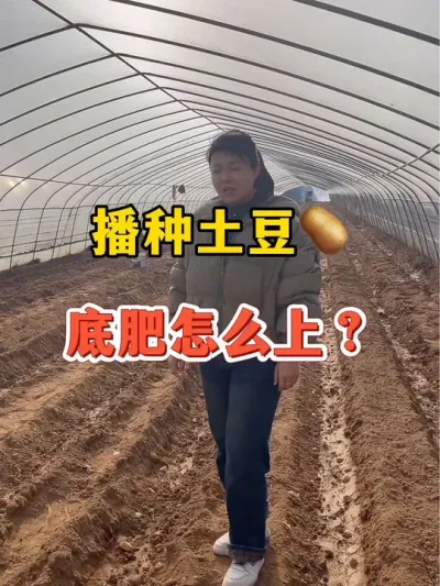 播种土豆，底肥怎么上#土豆种植 @抖音小助手