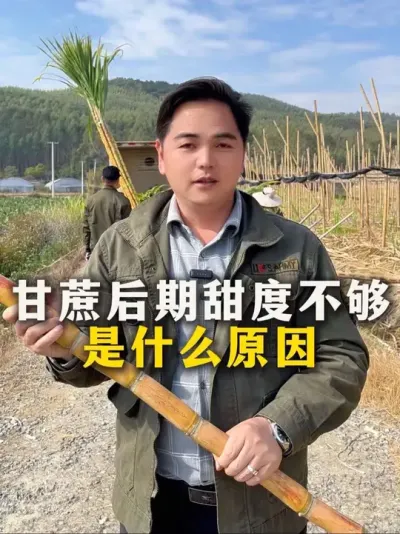 甘蔗后期甜度不够
是什么原因#种植小技巧 #甘蔗 #农业种植 #甘蔗种植 #三农