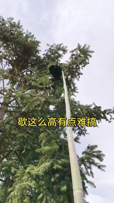 分家歇的有点高 #蜜蜂分蜂 #蜜蜂养殖 #三农 #蜂王