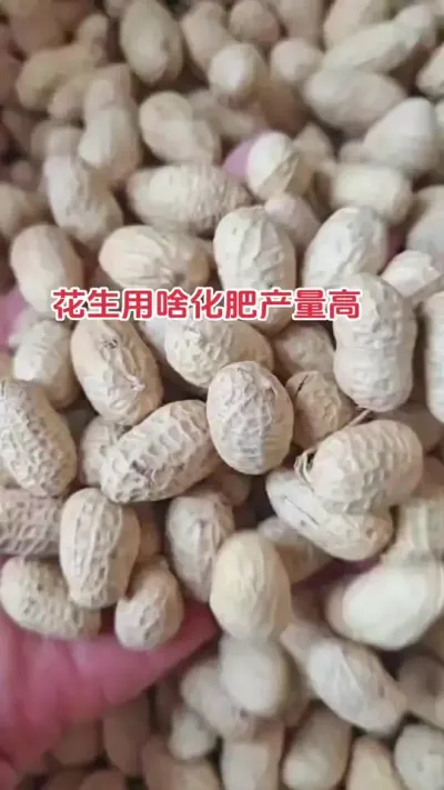花生怎样施肥产量高#抖音助农 #农业种植技术 #花生 #关注三农 #助农行动
