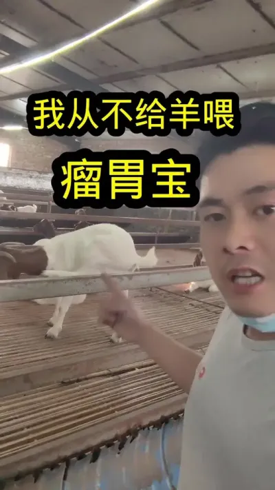 不满意记得回来申请退款#养羊 #养羊人 #养羊技术分享 #瘤胃宝