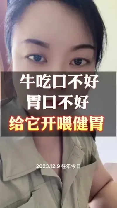给牛开胃健脾，增加采食#肉牛养殖 #全国养牛人 #西门塔尔 #养殖户 #科学喂养