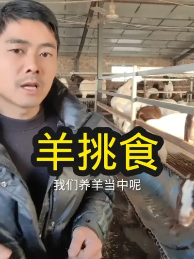 #养羊 #农村养羊 #养羊创业 #养羊技术 #养羊技术分享