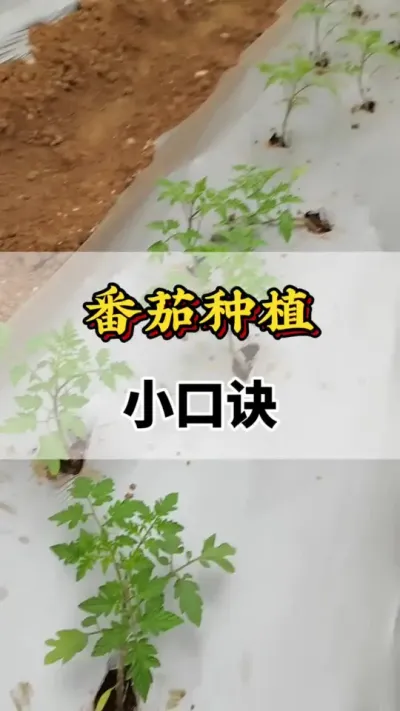 番茄种植小口诀#番茄种植方法及管理技术 #番茄种植 #番茄高产种植方法 #服务三农支持三农 #农业种植技术
