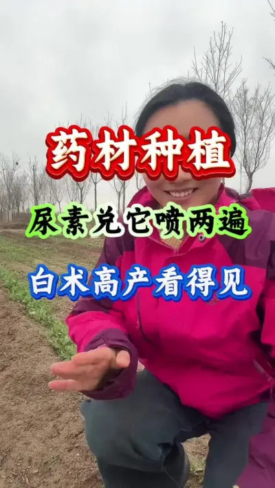 白术种植 药材种植尿素兑水喷两遍白术高产看得见 #药材种植 #药材管理 #白术种植 #白术高产