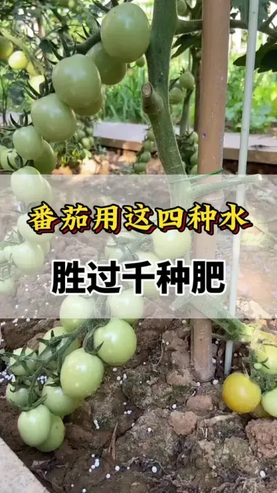 番茄这四种水，胜过千种肥#番茄种植方法及管理技术 #服务三农支持三农 #番茄种植#分享农业知识帮农民增产增收 #西红柿