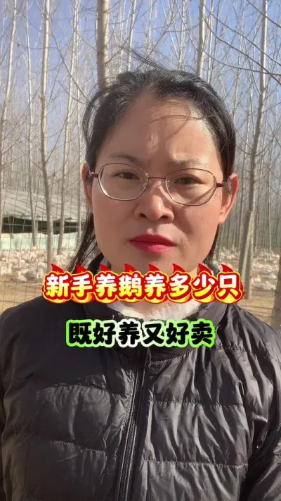 新手养鹅养多少只，既好养又好卖？ 新手养鹅养多少只，既好养又好卖？#养鹅人 #养鹅技术分享 #狮头鹅 #养鹅 #三农