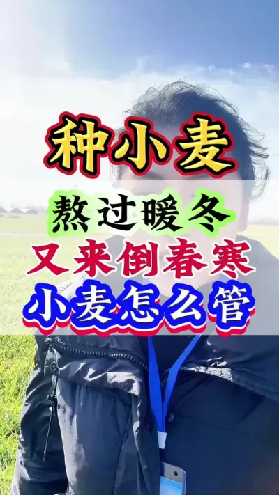 熬过暖冬又来倒春寒小麦怎么管#小麦 #小麦管理 #小麦高产技术 #小麦种植 #小麦增产
