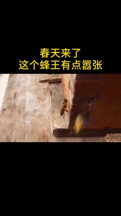 这是处女王还是开产王#蜜蜂养殖 #三农 #蜂王