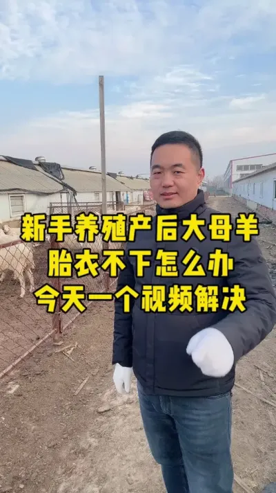 大母羊产后胎衣不下怎么办 今天教你解决#繁殖母羊 #牛羊养殖 #养殖三农