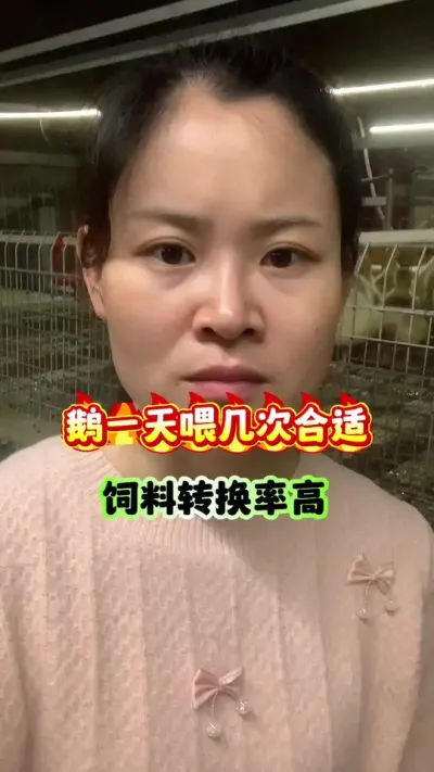 鹅一天喂几次合适？饲料转换率高。#养鹅人 #养鹅技术分享 #狮头鹅 #每天分享养殖技术和经验 #养殖人加油