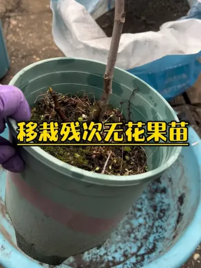 从零开始种无花果：第四集&mdash;&mdash;移栽一颗瘦弱的无花果残次苗，简单操作，移栽用不到10分钟。#记录我的种植生活 #盆栽果树 #盆栽无花果 #白亚德里亚无花果